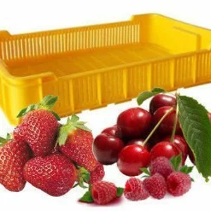 Пластиковые ящики для ягод