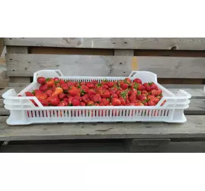Ящики для ягод от производителя